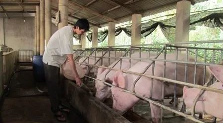 養(yǎng)殖場臭味難治理？潔匠凈化幫您輕松解決！.jpg