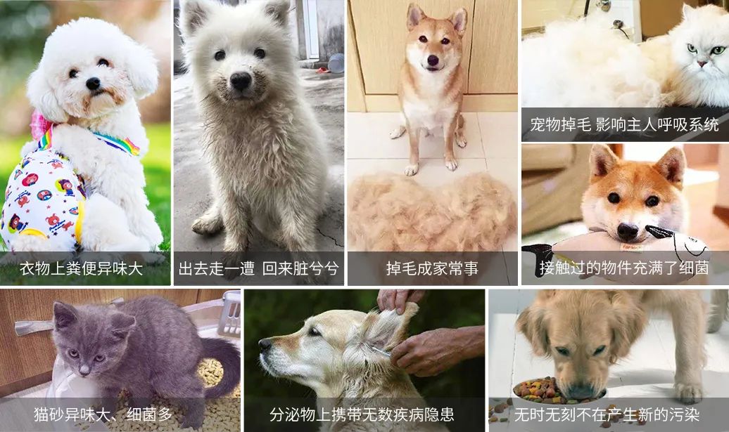 寵物氣味彌漫整個屋子，潔匠凈化教您如何除味.jpg